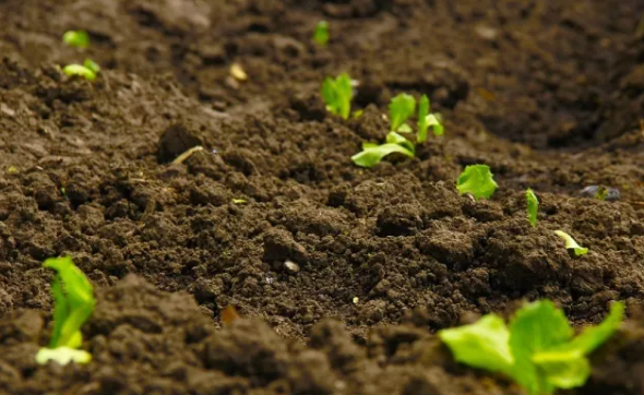 樱花视频污下载有机质 樱花视频污下载有机质