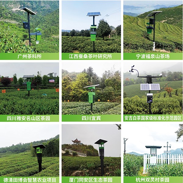 樱花视频在线茶园绿色防控技术方案应用 樱花视频在线茶园绿色防控技术方案应用