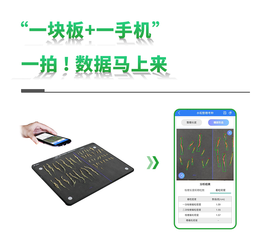 水稻整穗考种测量系统 水稻整穗考种测量系统