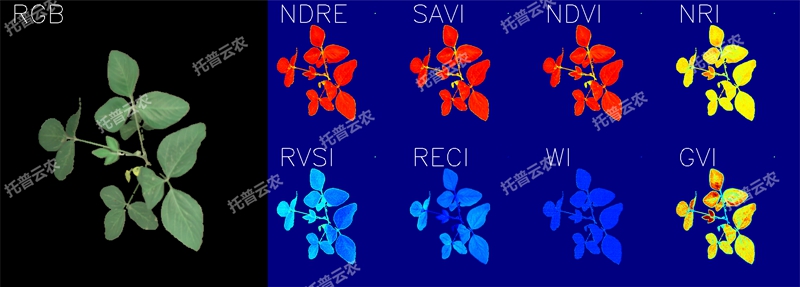 1723094670594684.jpg 高光谱图_大豆冠层_800_副本.jpg